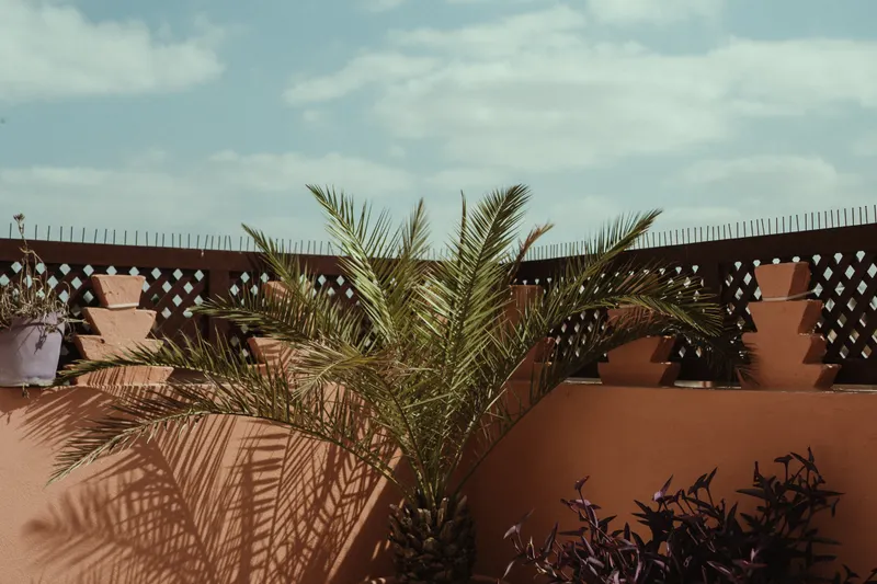 Terraza soleada con palmeras y jardín privado